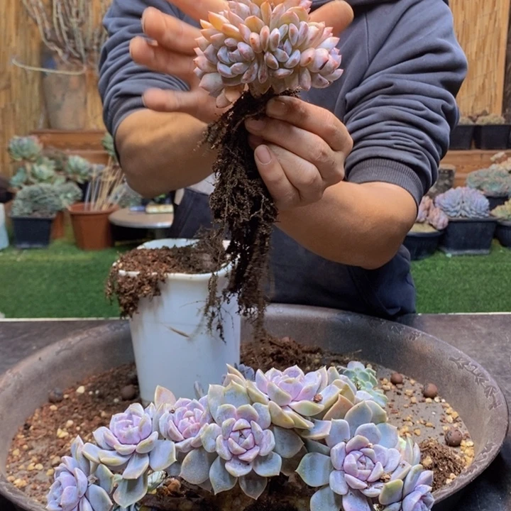 向***葵99号星影多肉植物