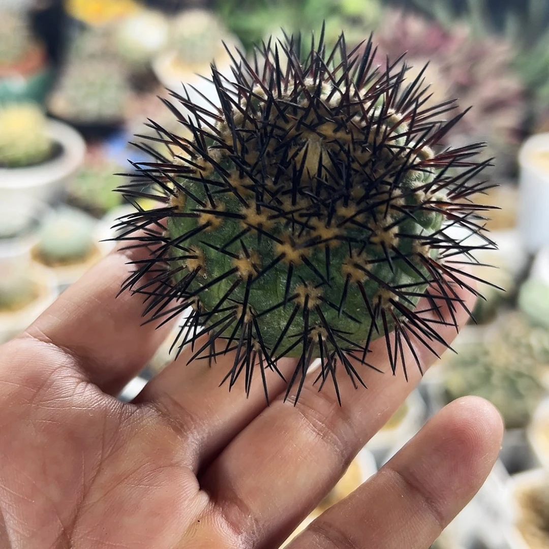 鬼神龙仙人球666666