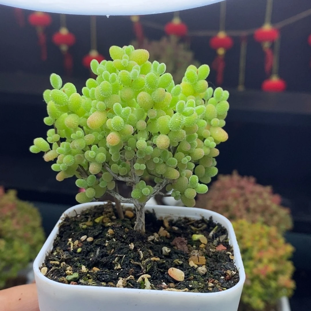 54号金桔糖球枝干（直杆）