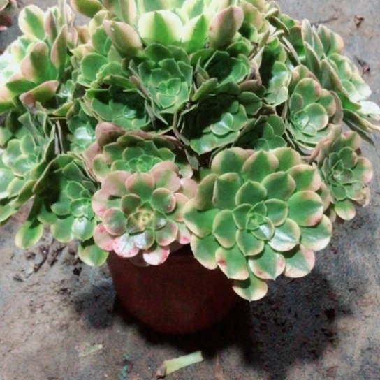 好***鱼无花朵香妃法师多肉植物104号