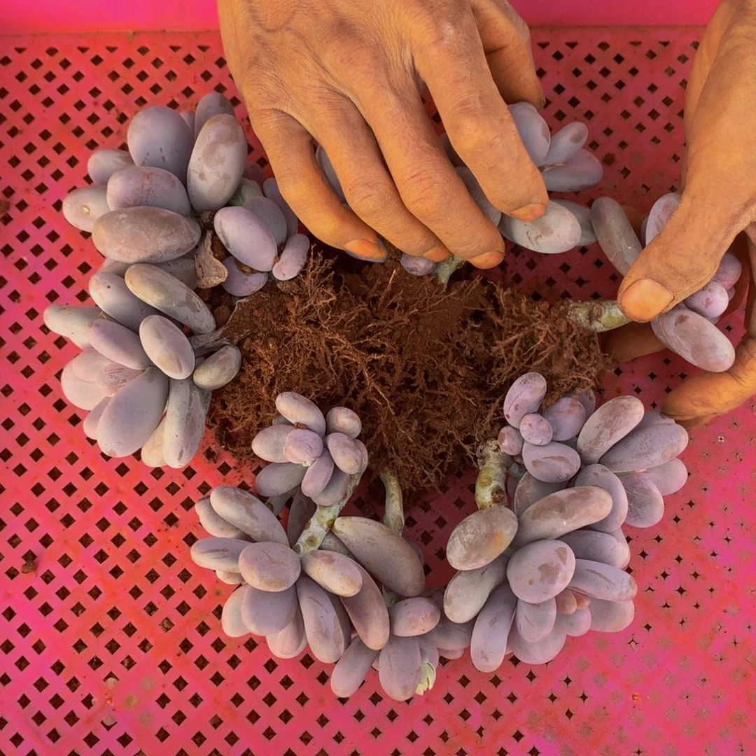 ?***?星悦多肉   A032