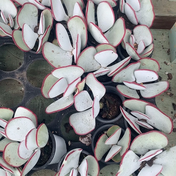 白眉多肉两个起发随机发货