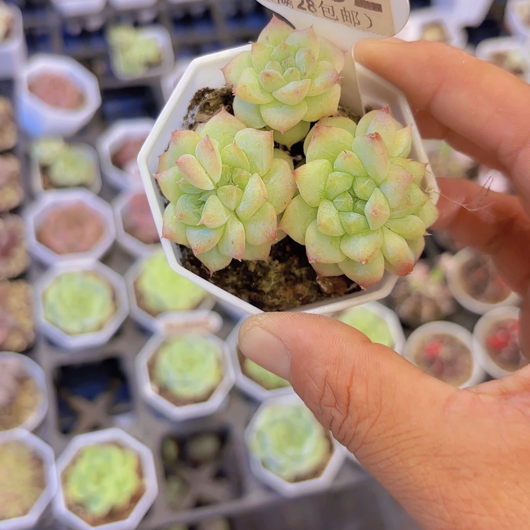 B732粉钻石化一物一拍