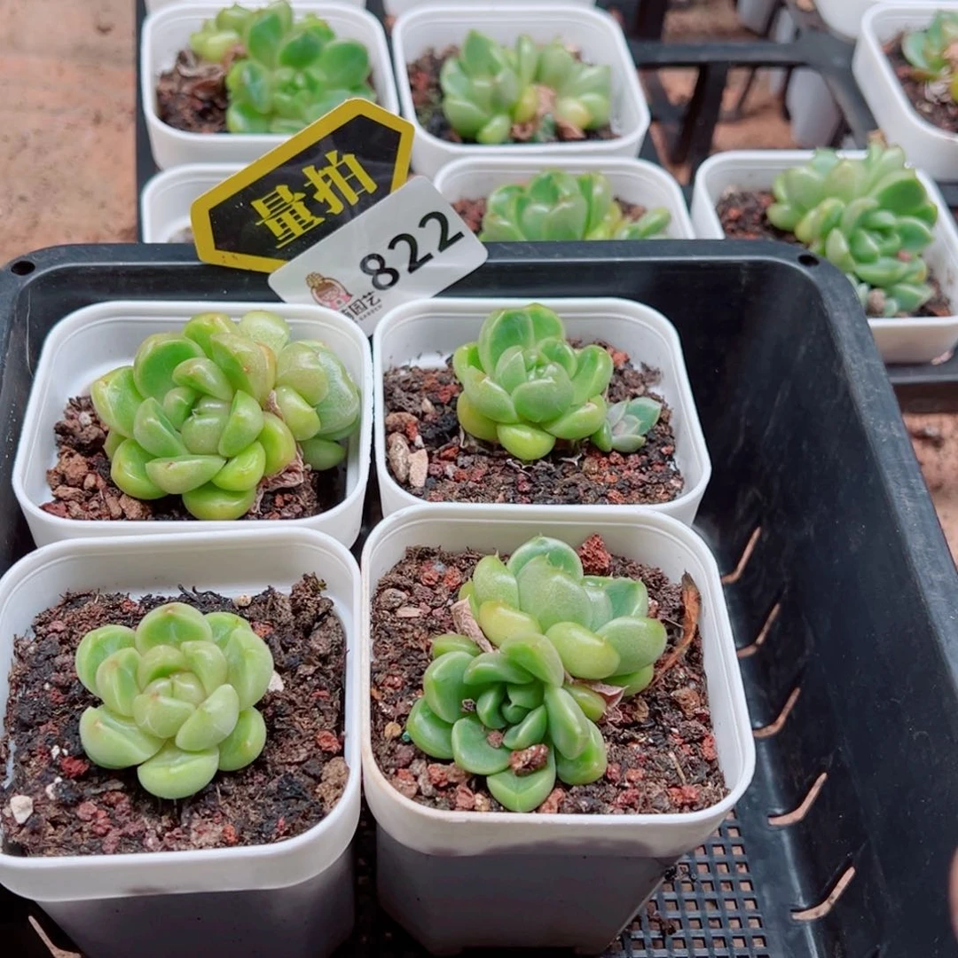 多肉植物多肉植物