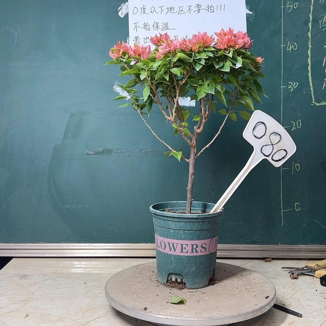 完全开放 塔橙  080