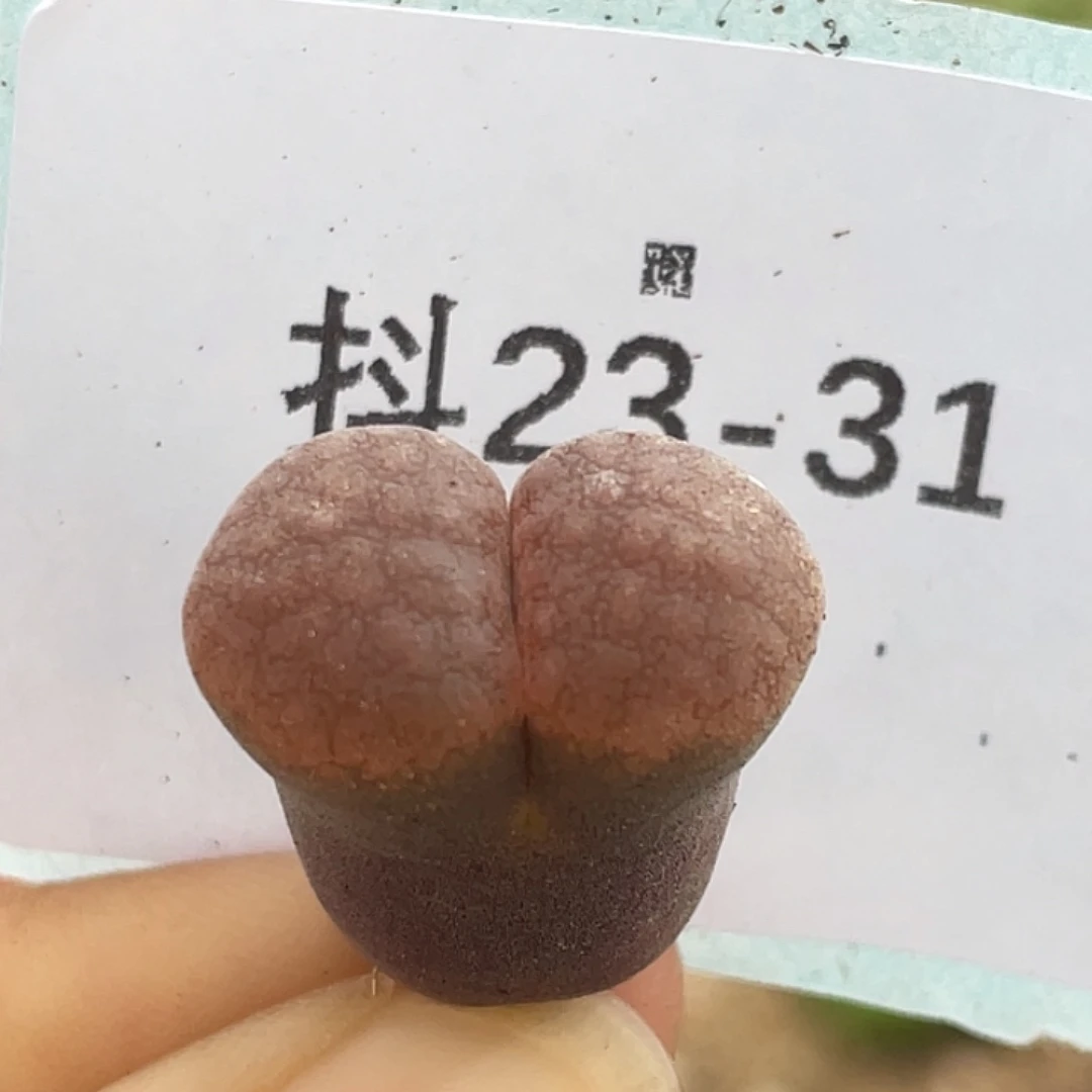 23-31风铃多肉植物