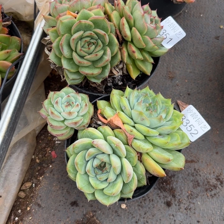 胖***嘟8351、8352叶片有伤特价处理2颗