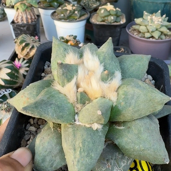 808丸叶怒涛牡丹