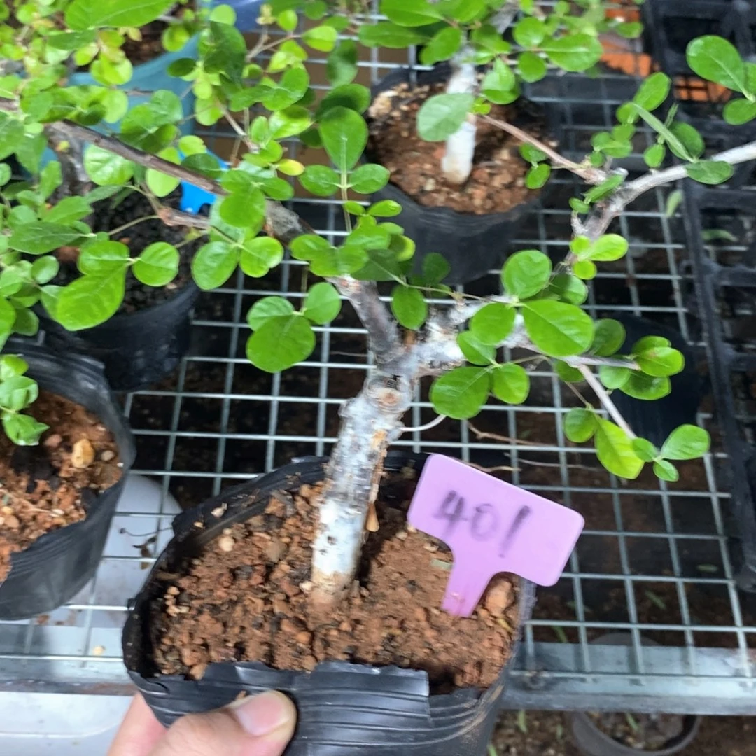 奥比克橄榄多肉植物