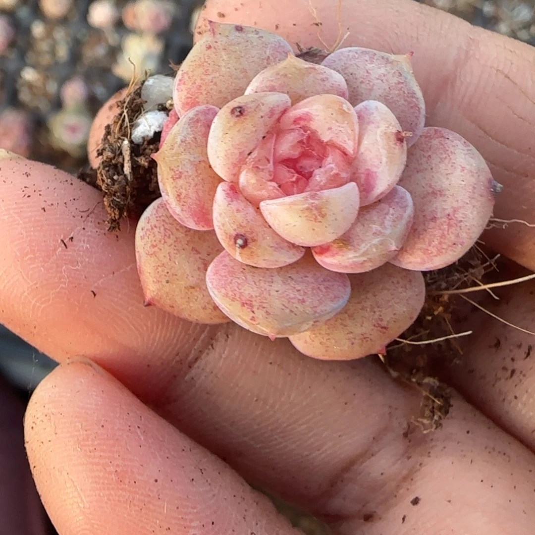 多肉小卡拉米糖心一物一拍