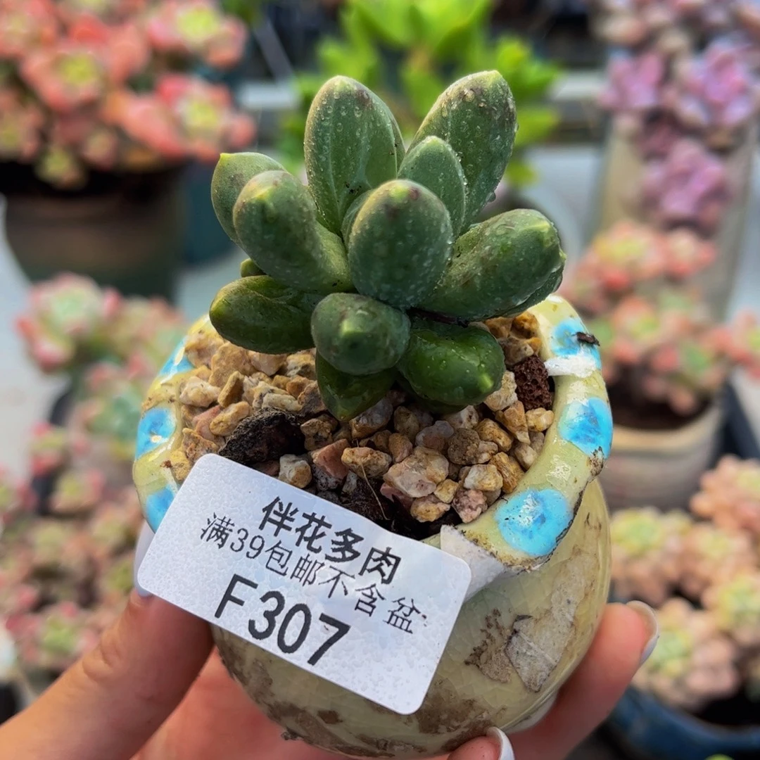 307-香蕉树多肉5cm