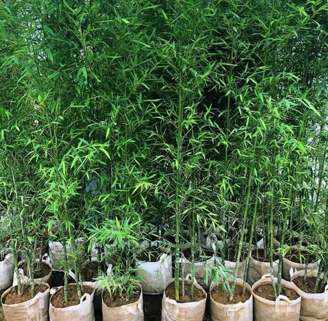 罗汉竹庭院地栽室内外南北方地栽盆栽可种抗冻耐寒耐高温