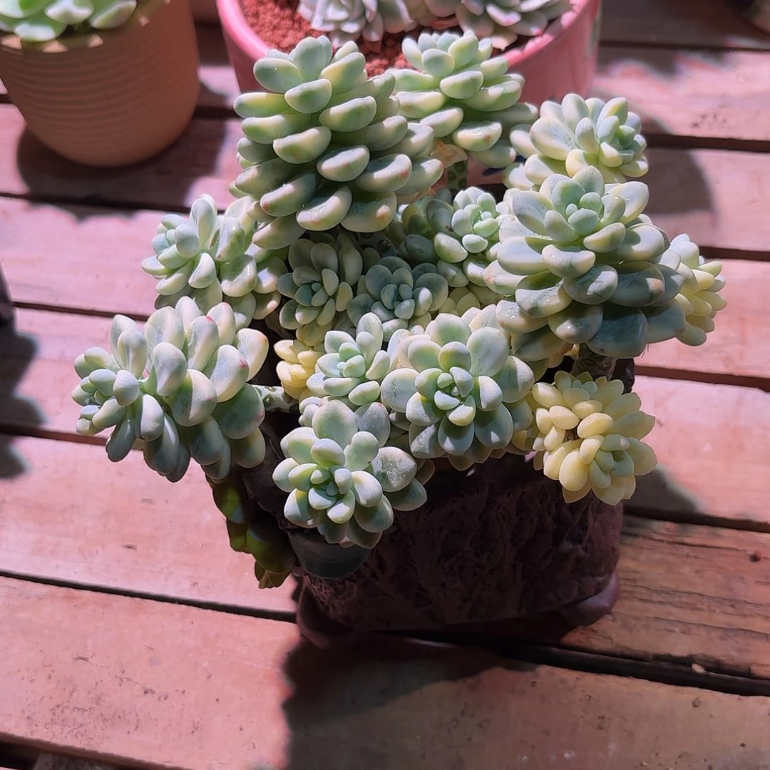 劳尔锦群多肉多肉多肉