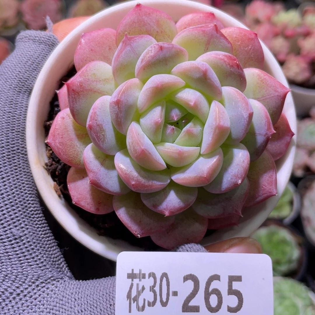 花利美30-265白桃汽水