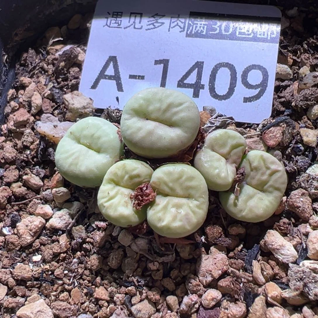 多肉植物11111111111111111