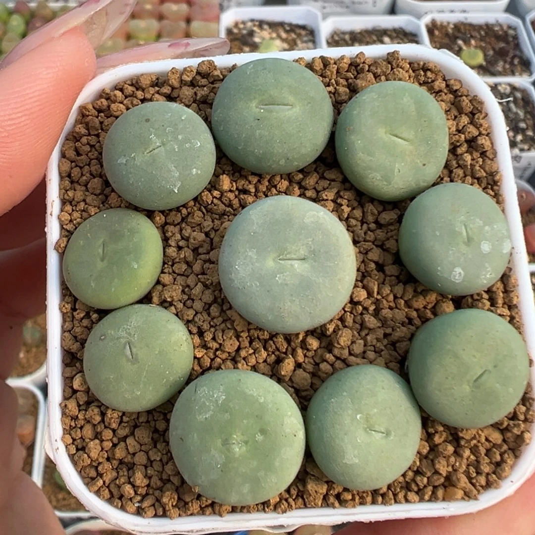 021大型红嘴裸根发货