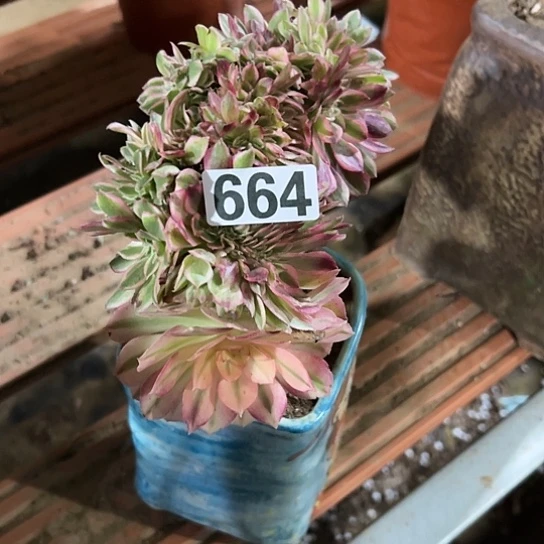 相***季一颗多肉法师 664
