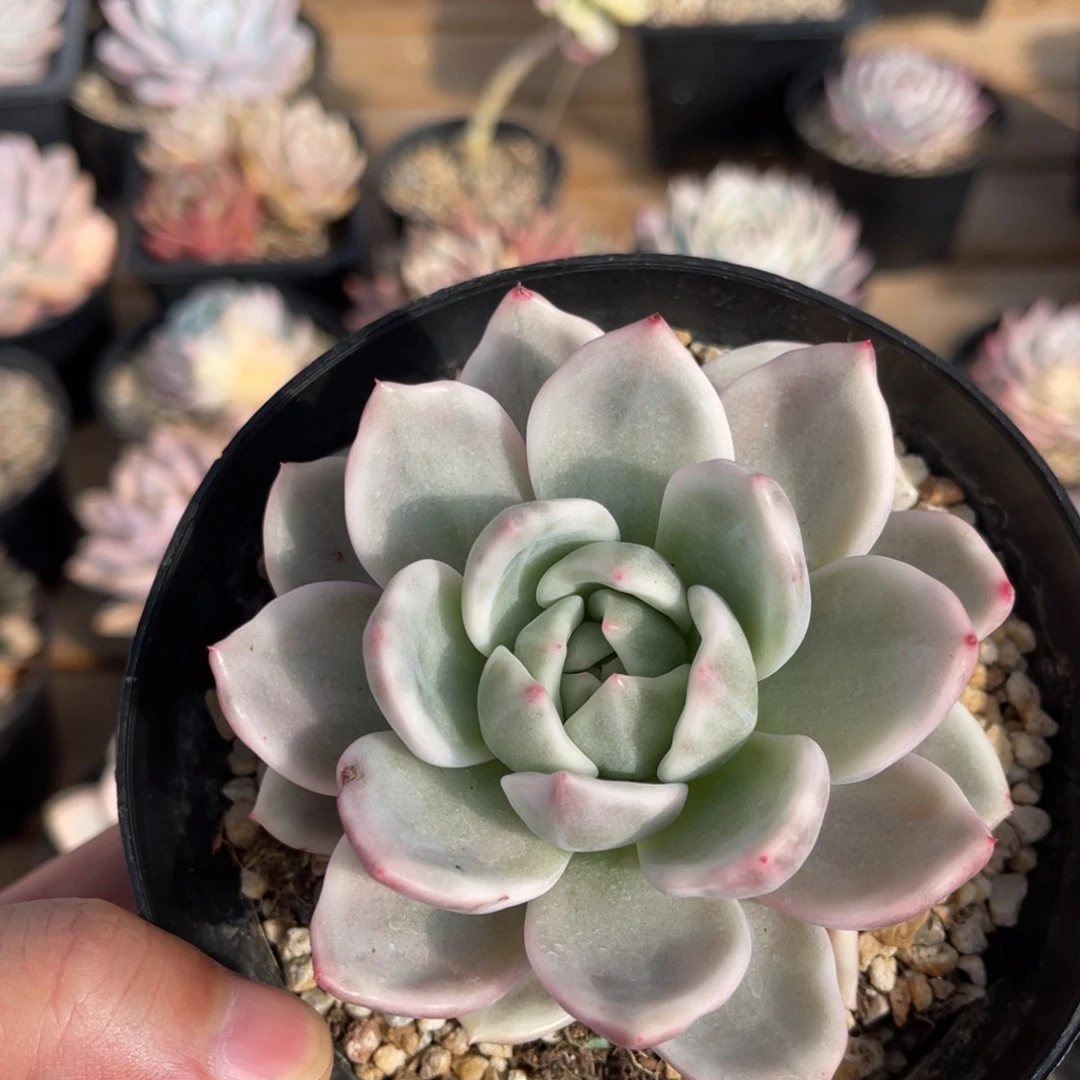 香槟母本一物一拍