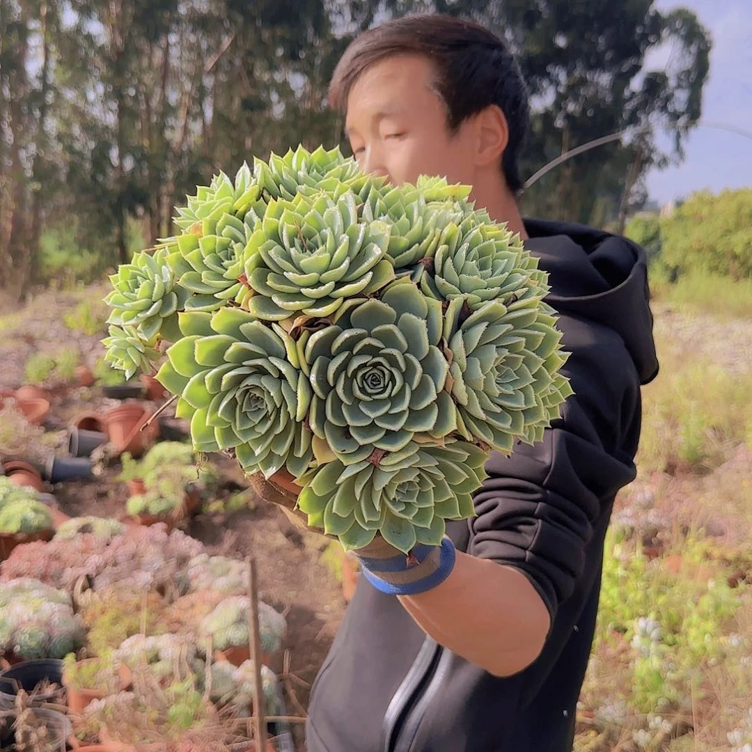 盆栽三色锦多肉多肉