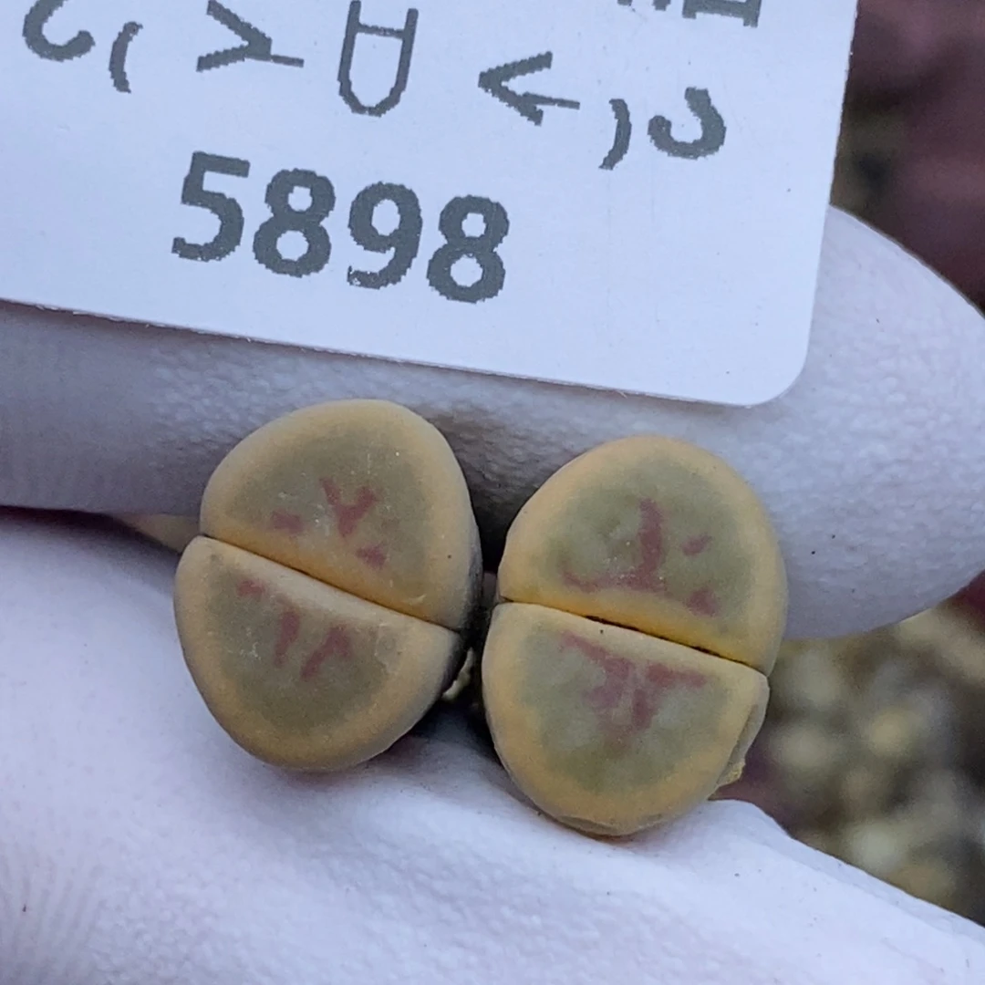 5898。线绚烂。。。。。。。。