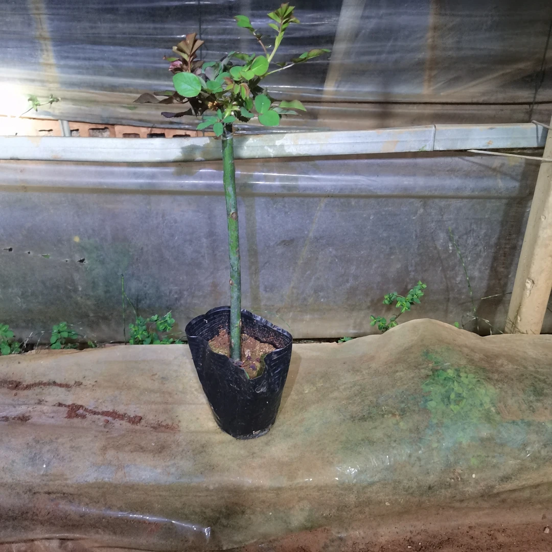 嫁接好的棒棒糖苗！地栽盆栽都适合！品种多多！