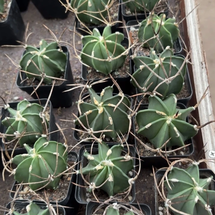 实生水牛角好养皮实