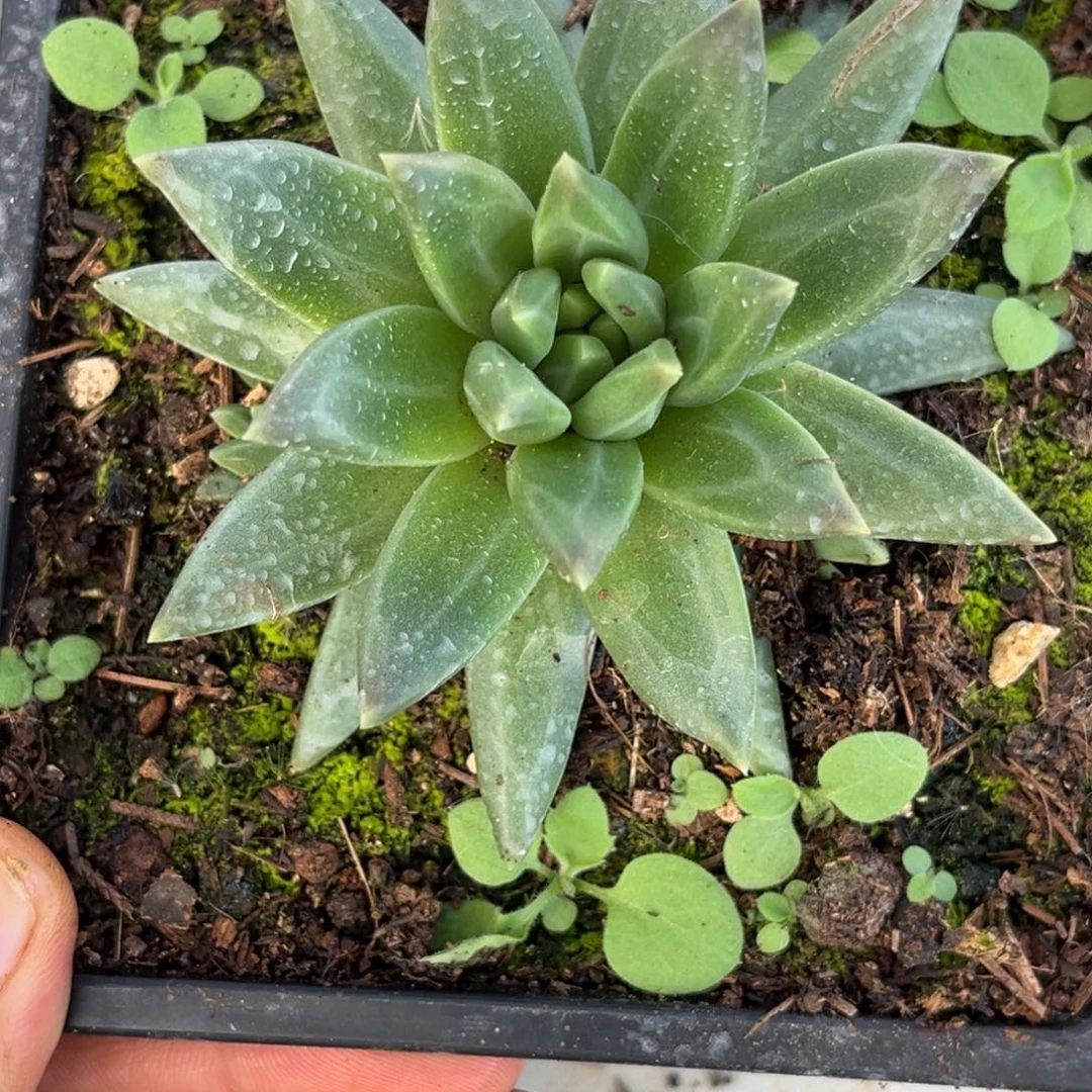 美人系优选多肉植物579