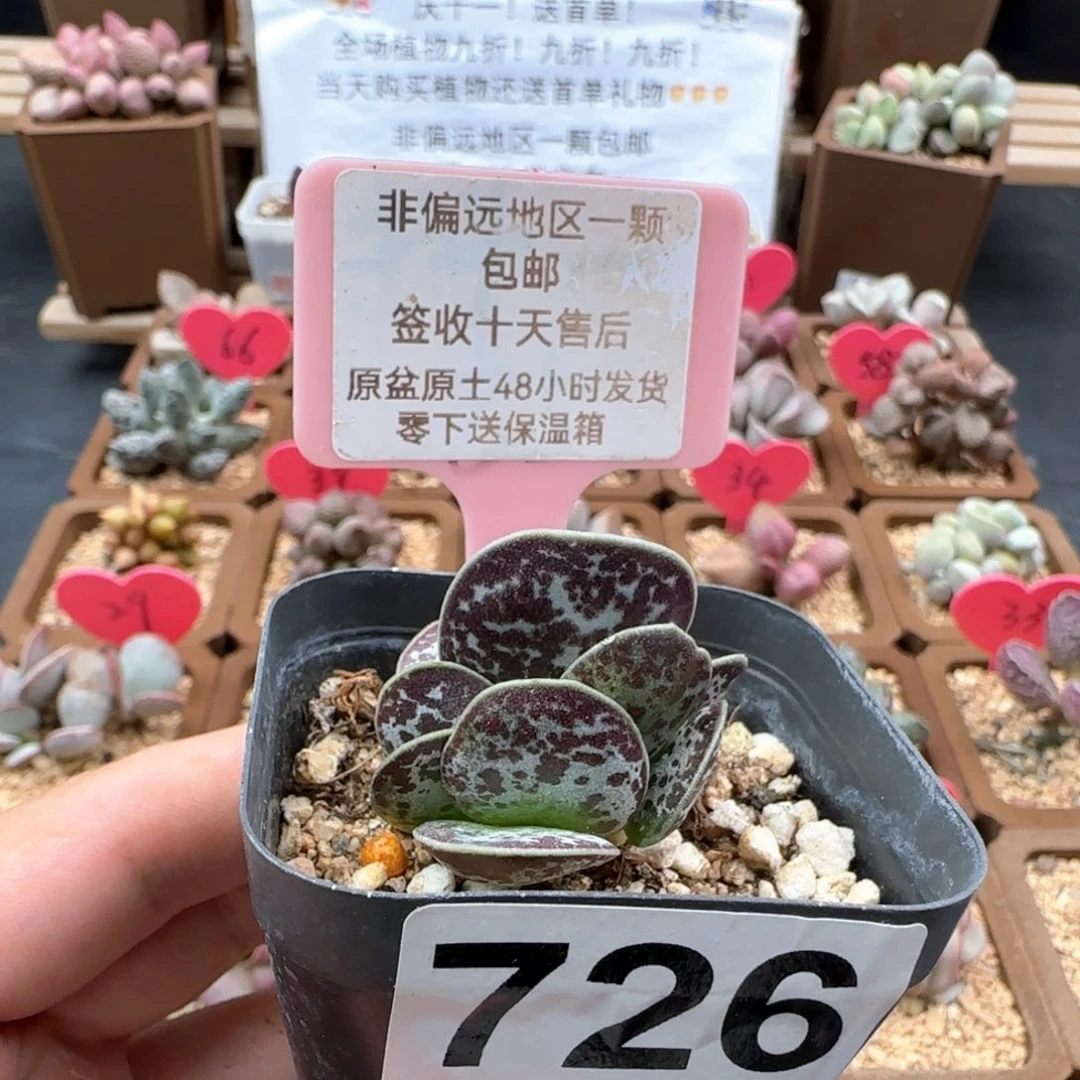726花蝴蝶多肉植物
