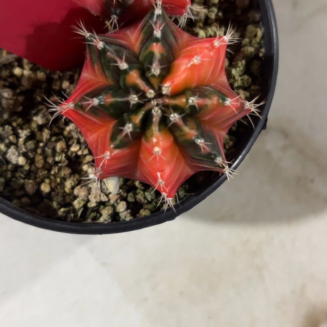 169-1222泰国发货多肉