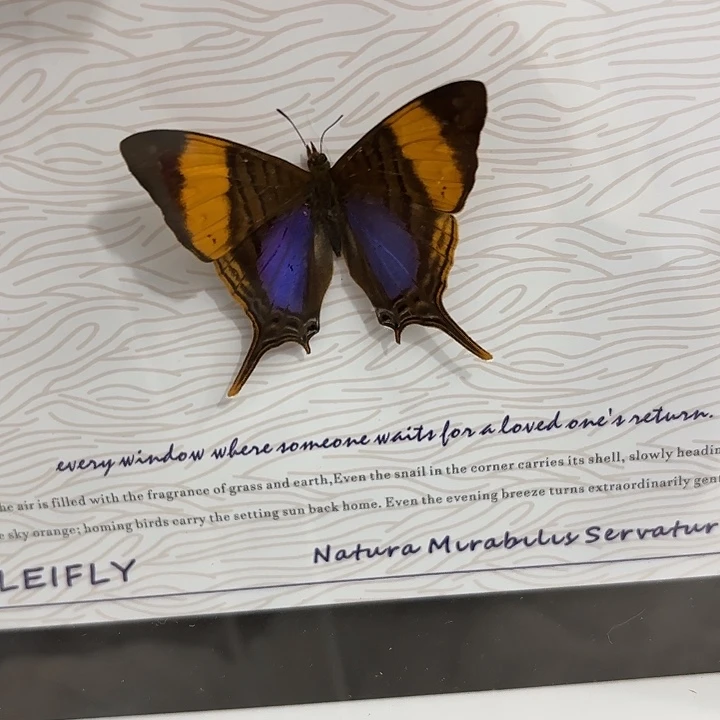 欢***乐蝴蝶标本定制460@