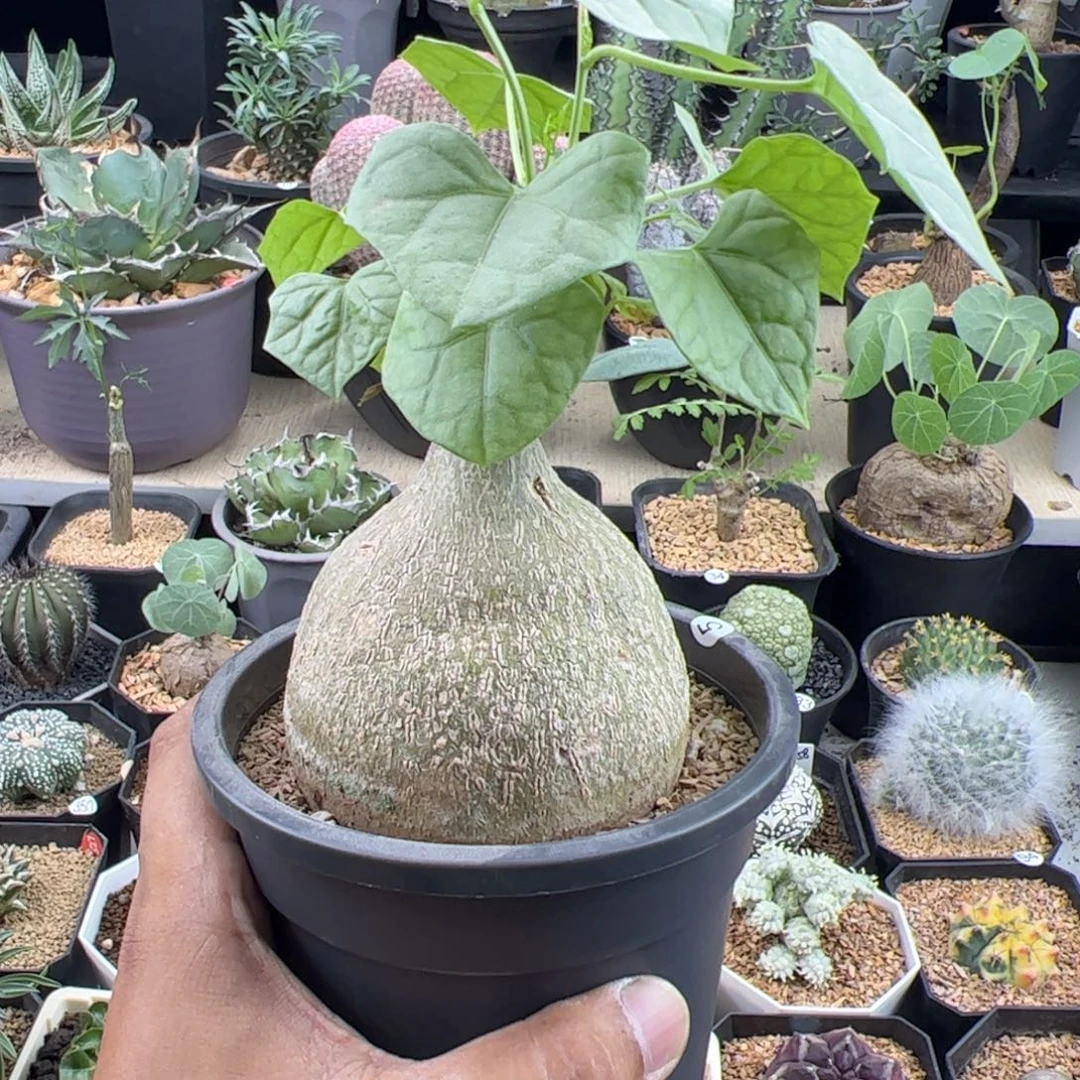 睡布袋8+一物一拍带盆发