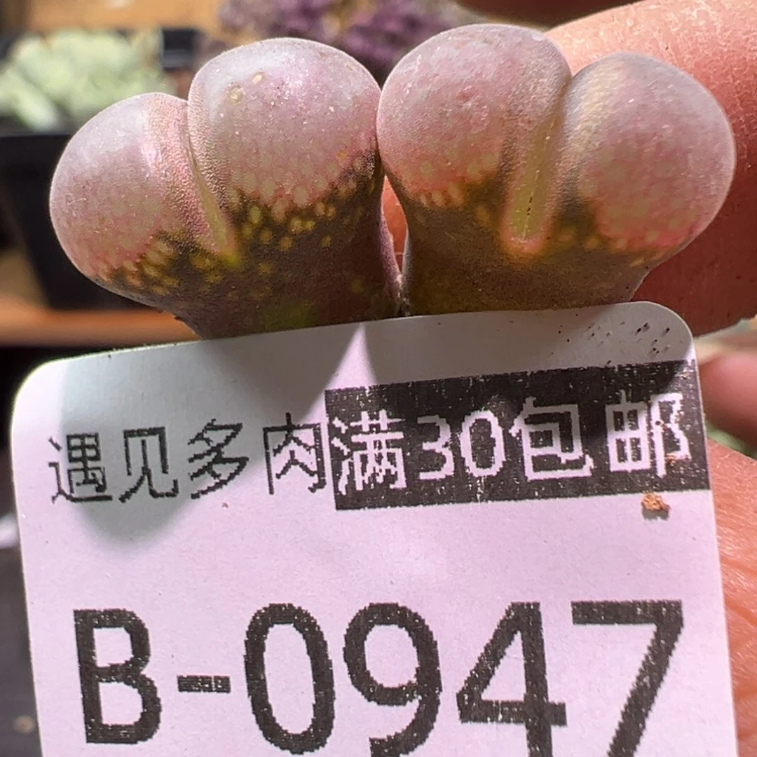 多肉植物1111111111111111111