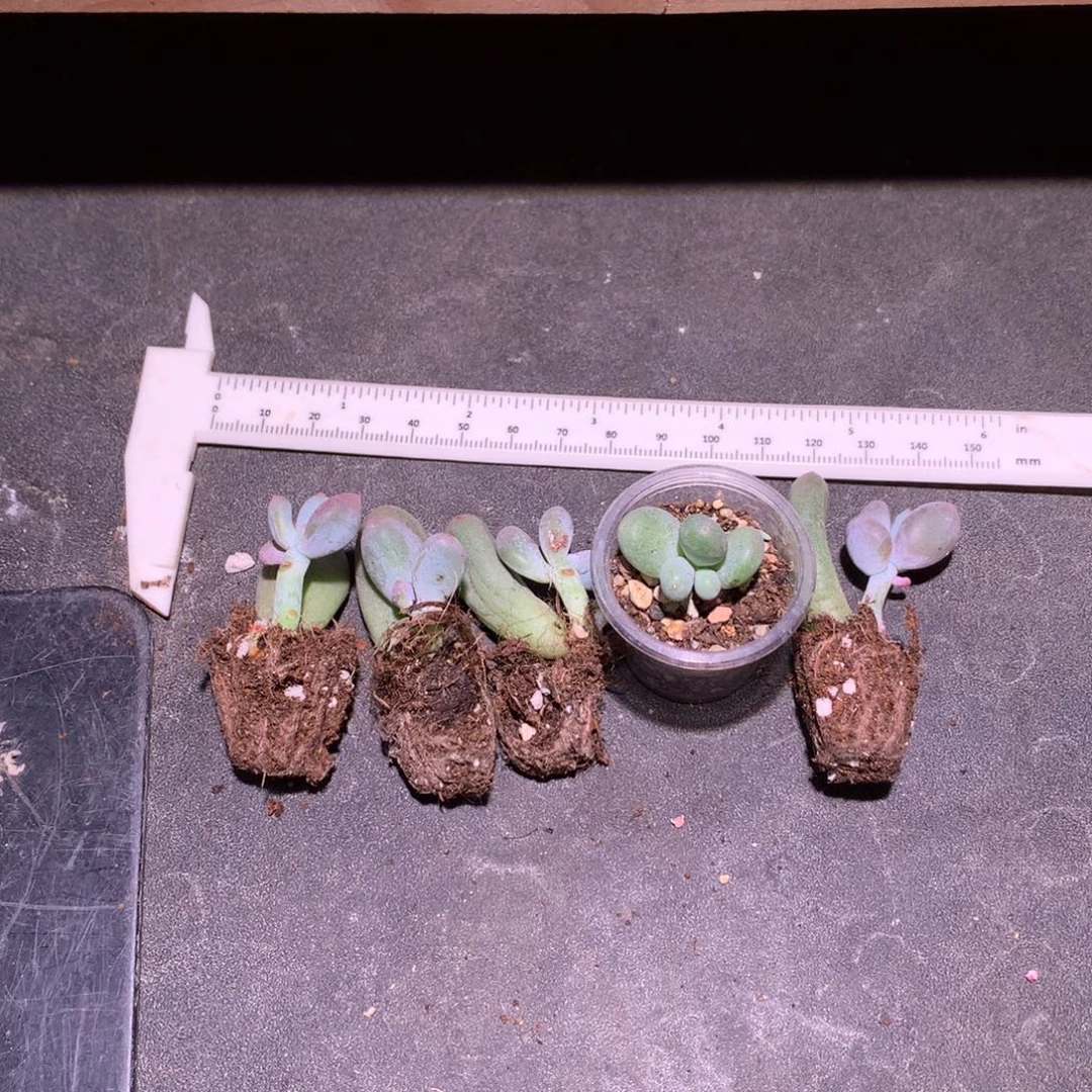 瑕疵特价不售后米可奶