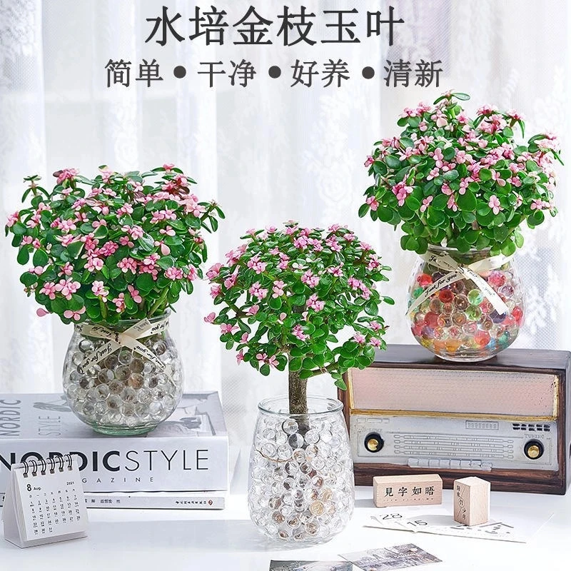 【水培金枝玉叶】室内绿植懒人水培植物花卉办公室招财客厅花清仓