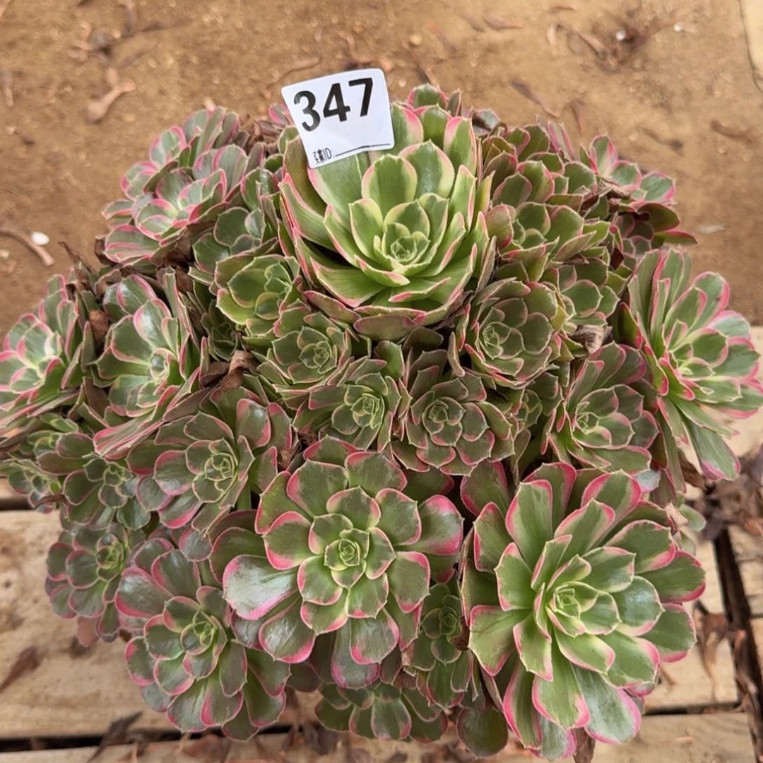 347安娜多肉植物