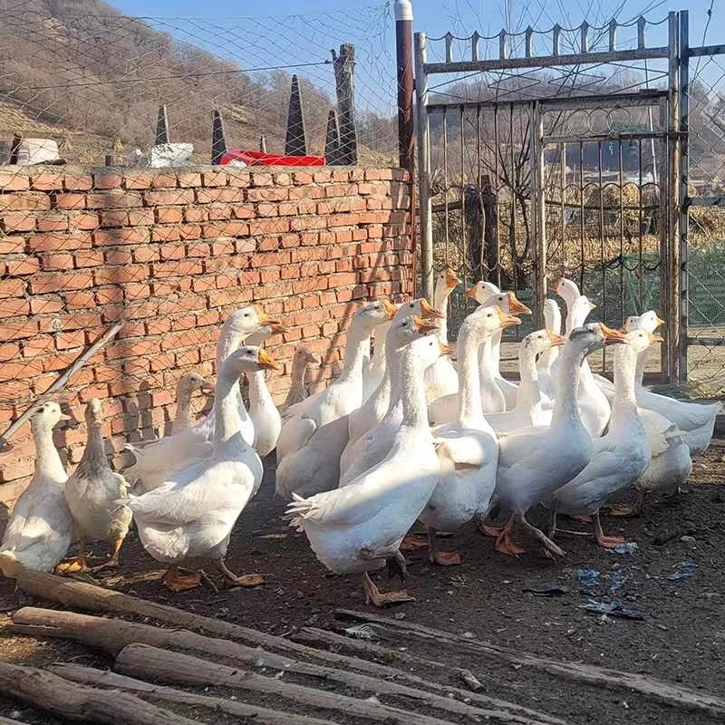 [铁柱专属]东北农村散养大鹅[顺丰包邮]