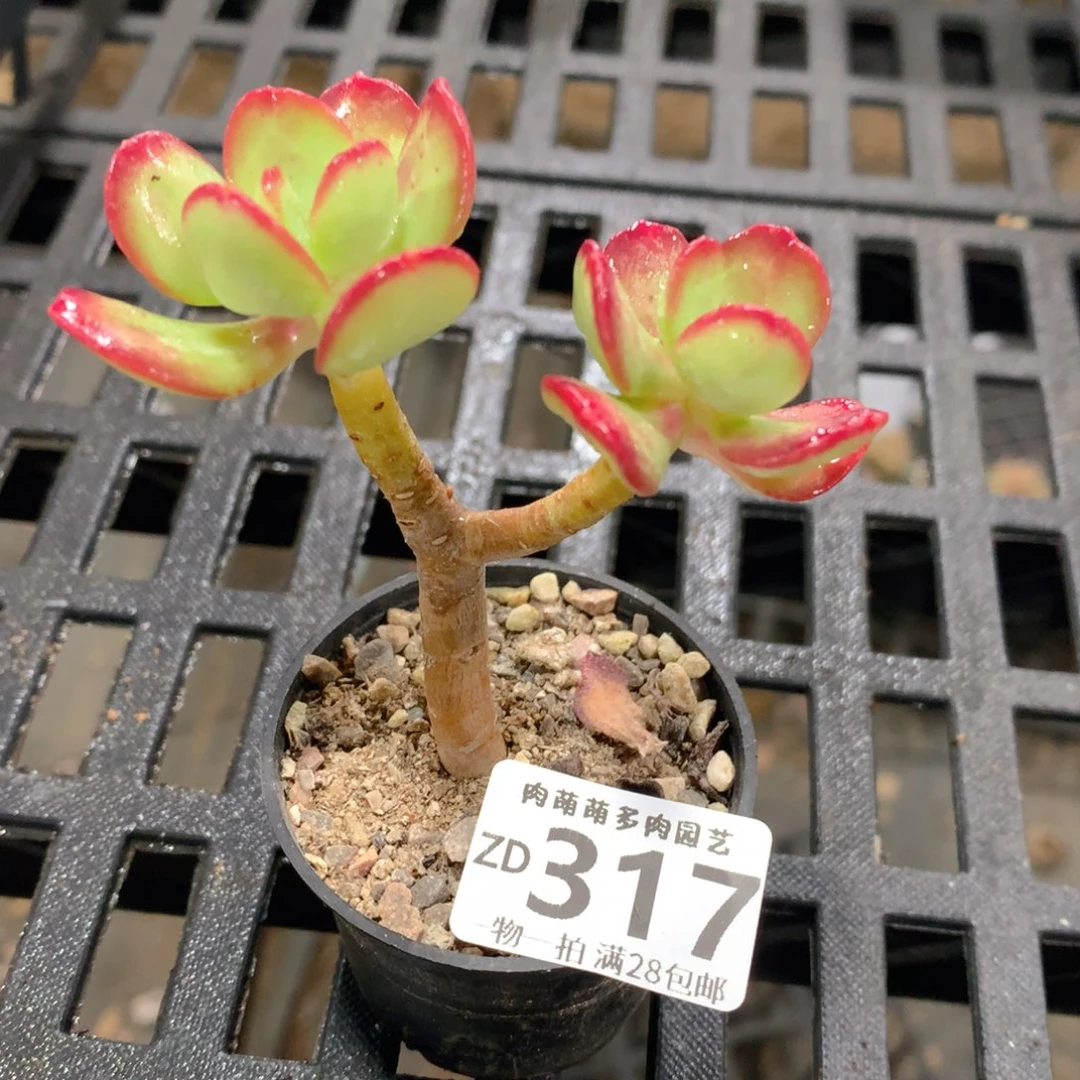 肉萌萌拇指盆精控多肉ZD317