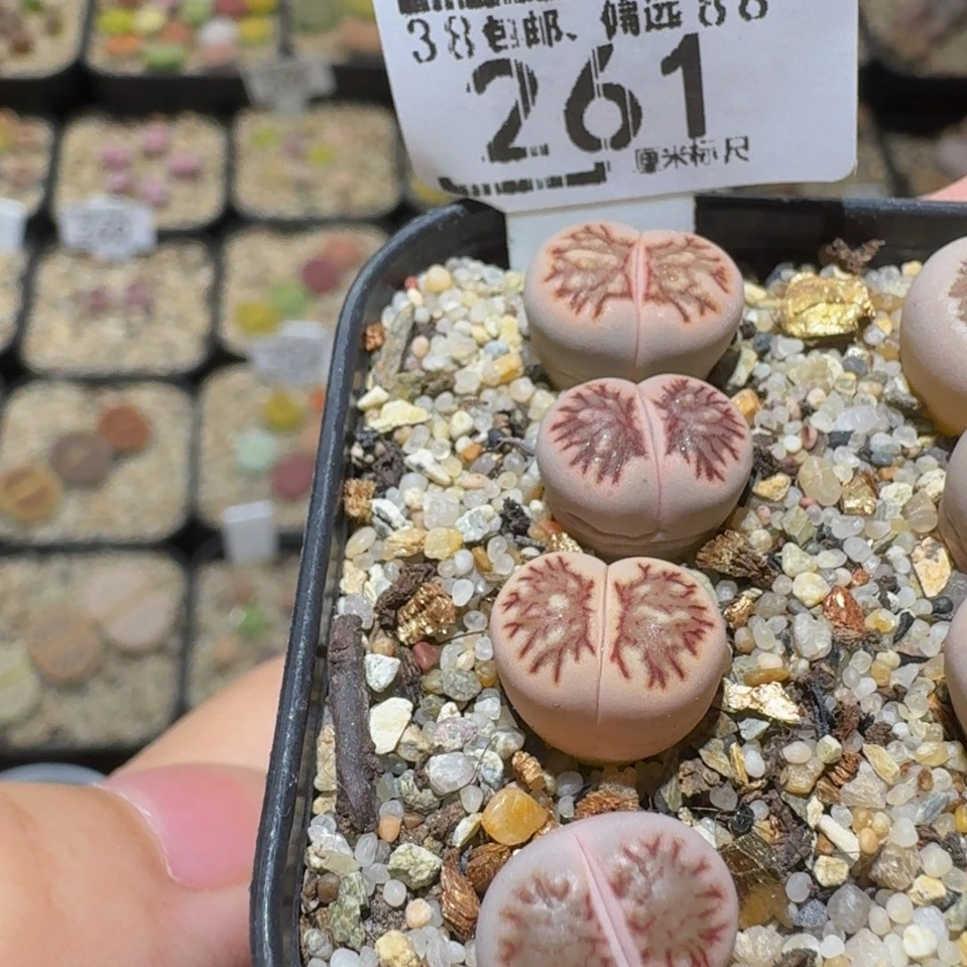 Ssss精品生石花261