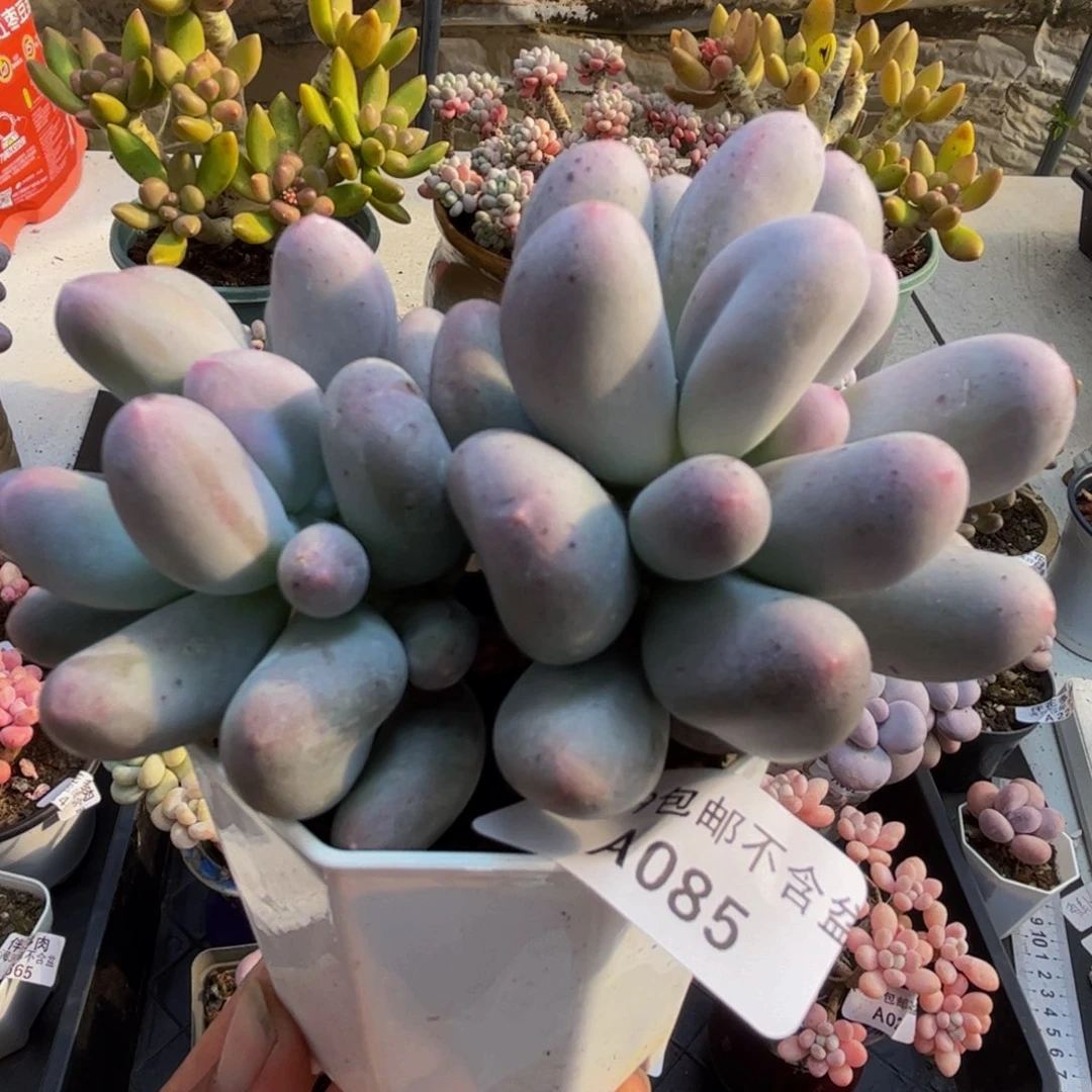 085/8cm米可奶dr植物