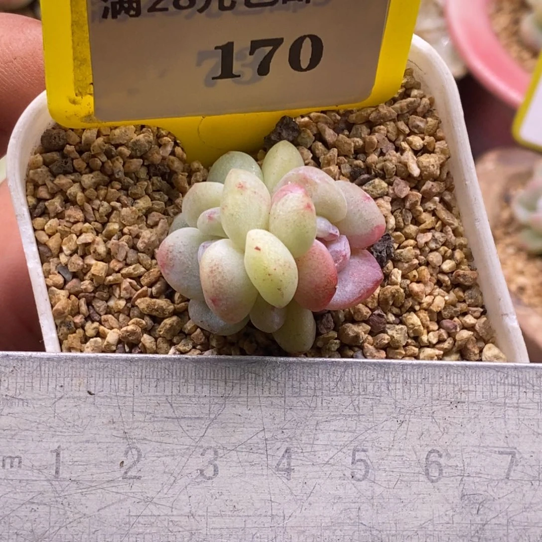 2170冰玉石化锦带锦双头