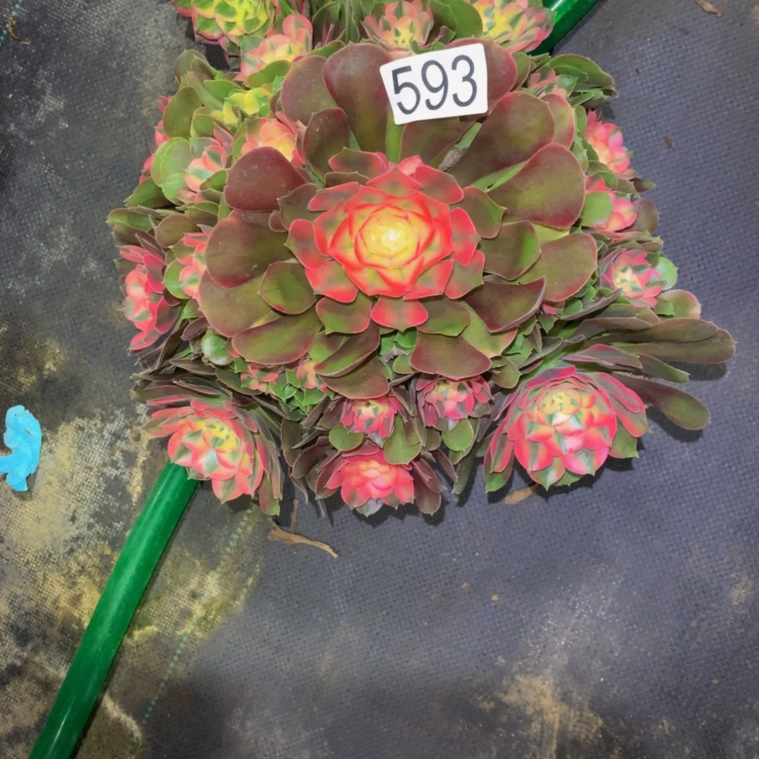 偶***遇法师多肉植物593香妃