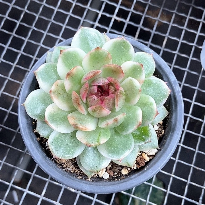 绿水晶锦多肉植物
