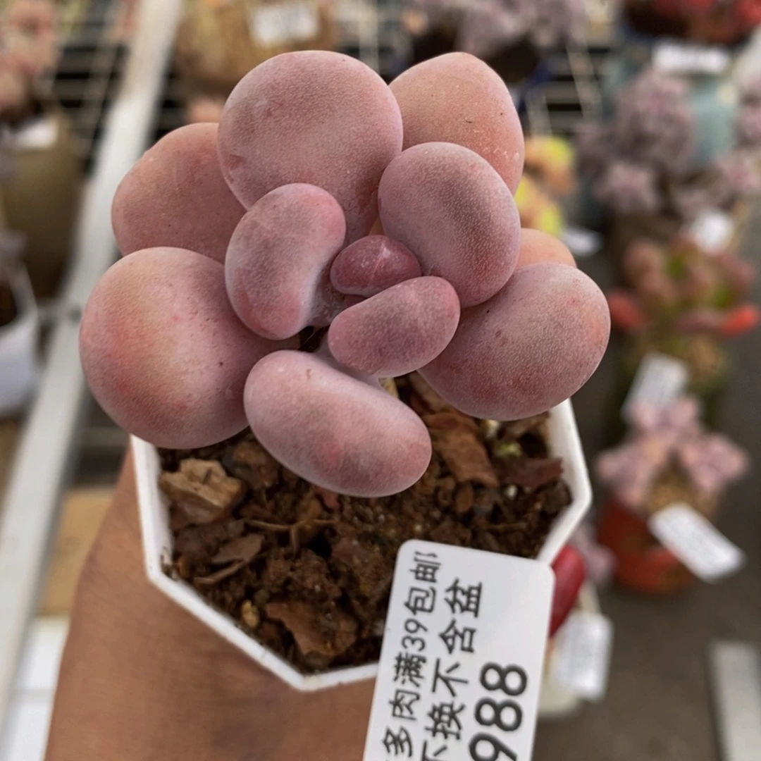 橙雪球988/3cm多肉