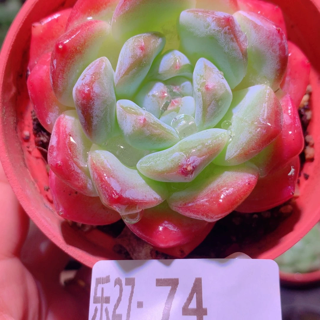乐然27-74 冰糖单头