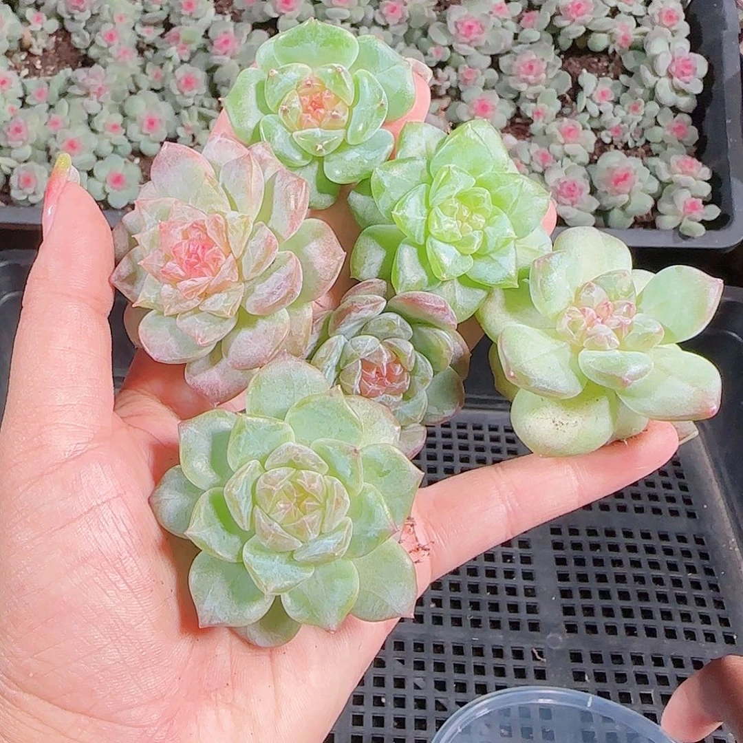 0925---223糖心珍妮