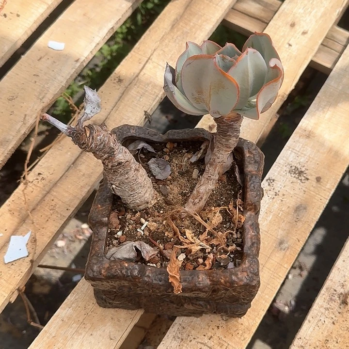 ୧****布鲁克林的蓝老桩福利出