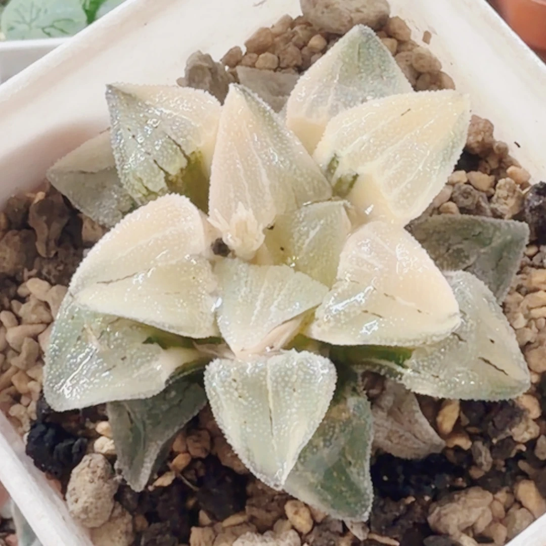 十二卷白雪公主锦福利