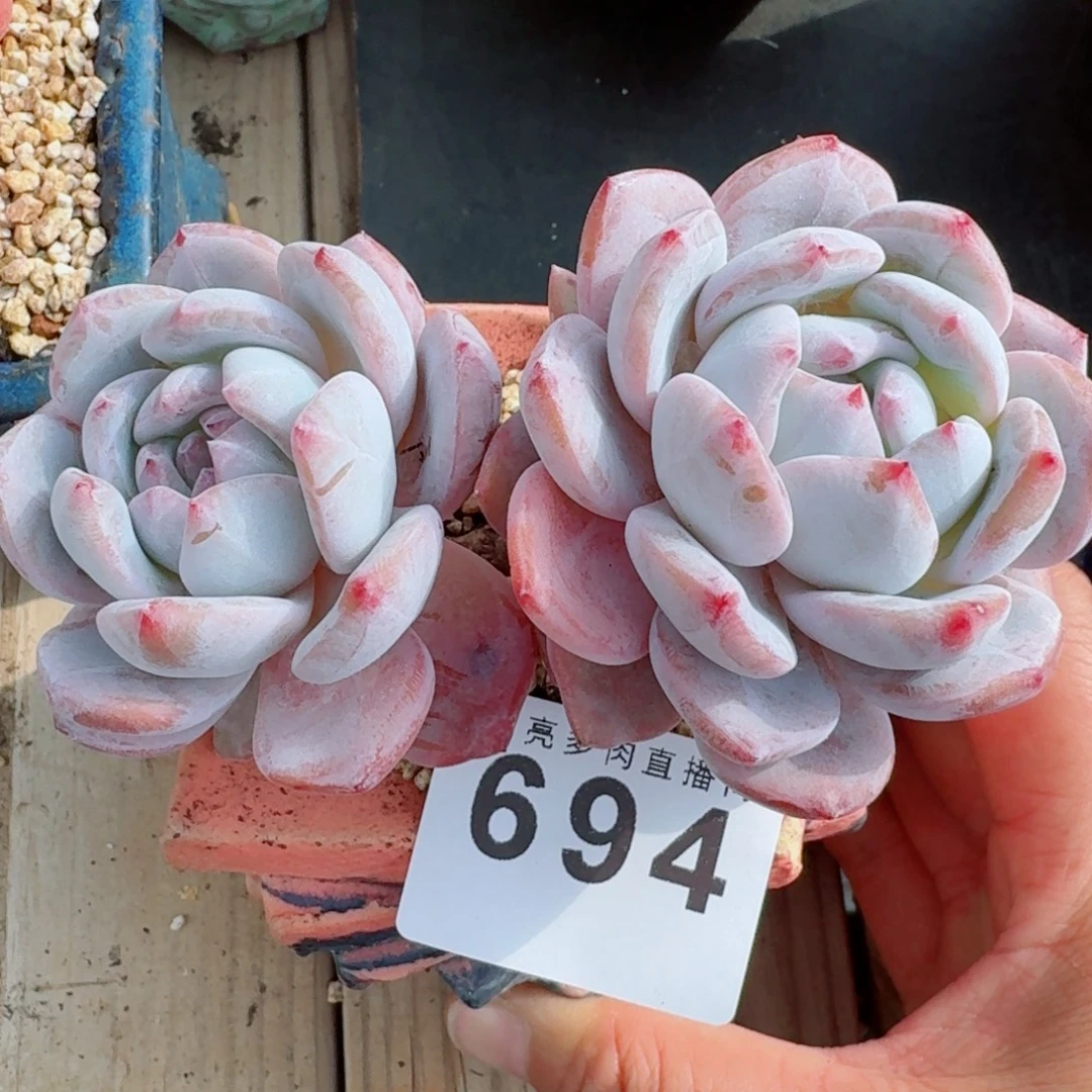 星影      愿你一路坦途，乘风破浪展宏图