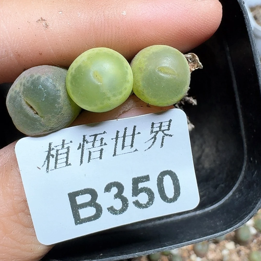 350盒多肉植物哇f v