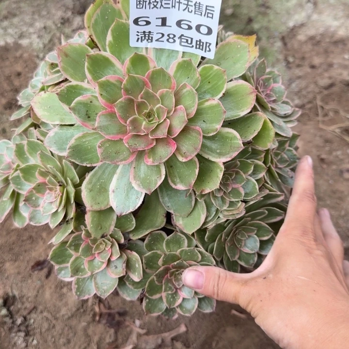 英****6160二号棚糖心莲花座O